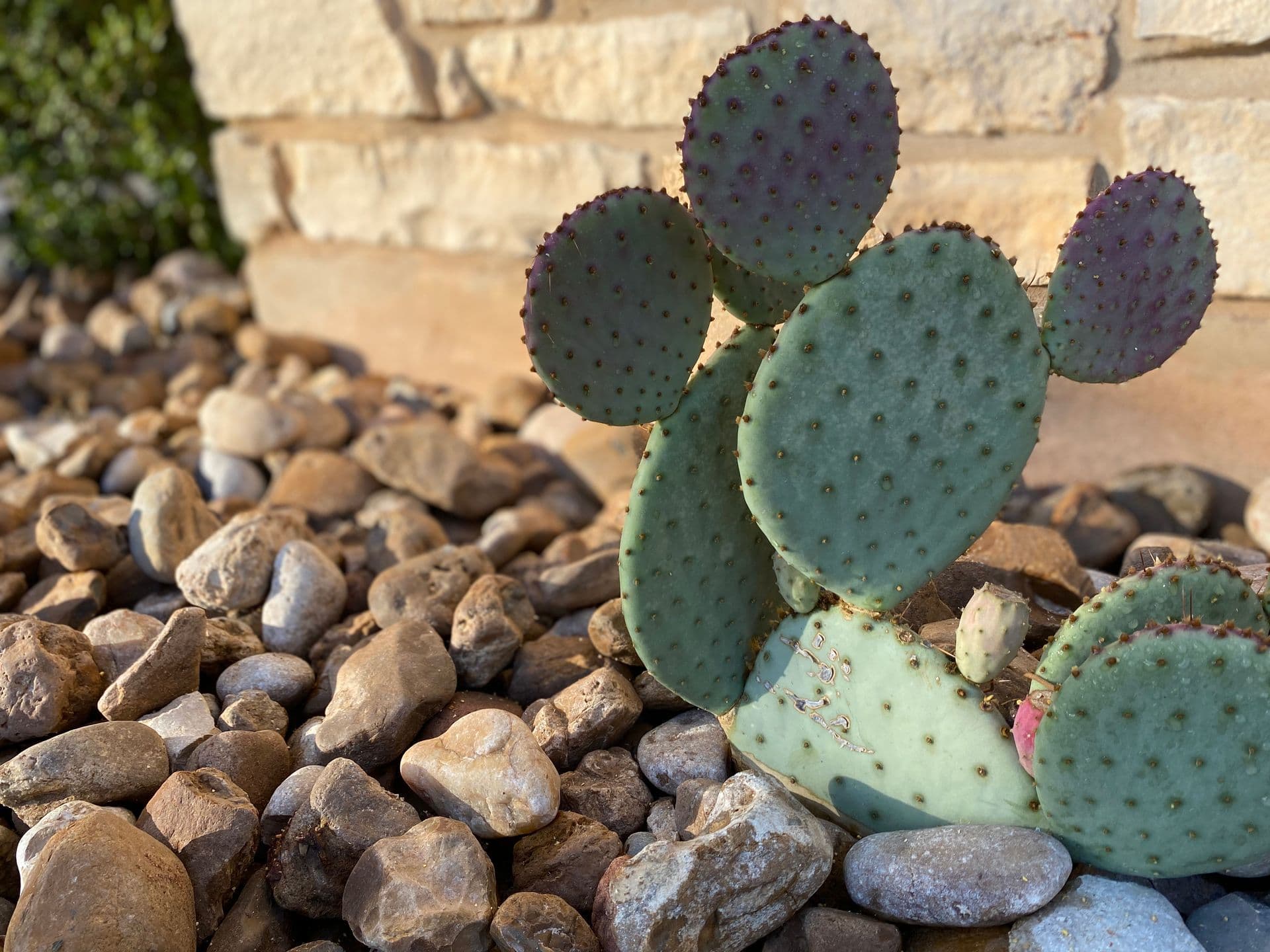 Prickly pear cactus with purple fruit growing in a river-rock bed against a limestone wall.