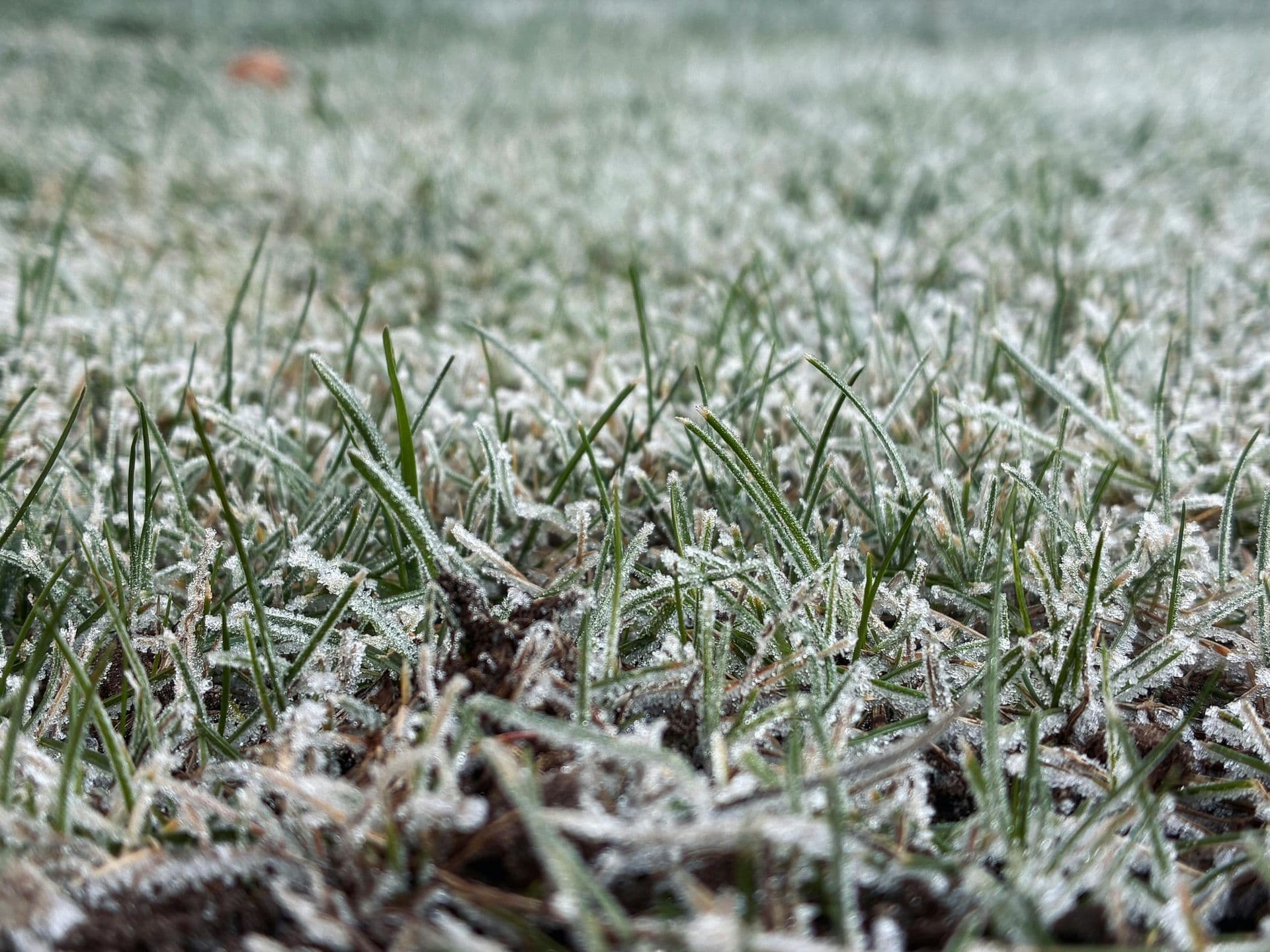 Frost-covered blades of grass in close-up on a winter morning.