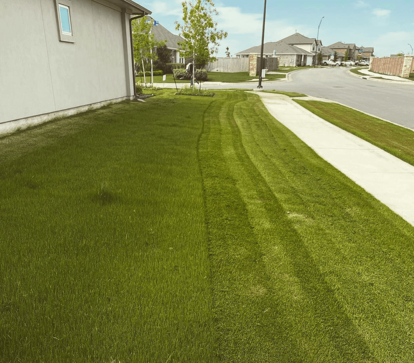 Cleanly cut lawn using a professional Bermuda grass mowing height for Texas summers.