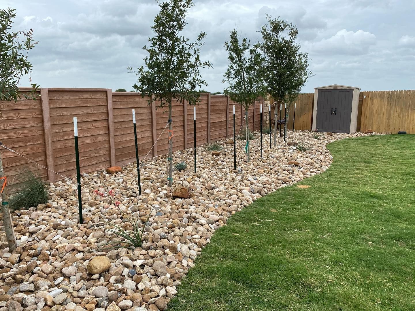 Newly planted staked trees in a river-rock bed edging a freshly mowed backyard lawn.