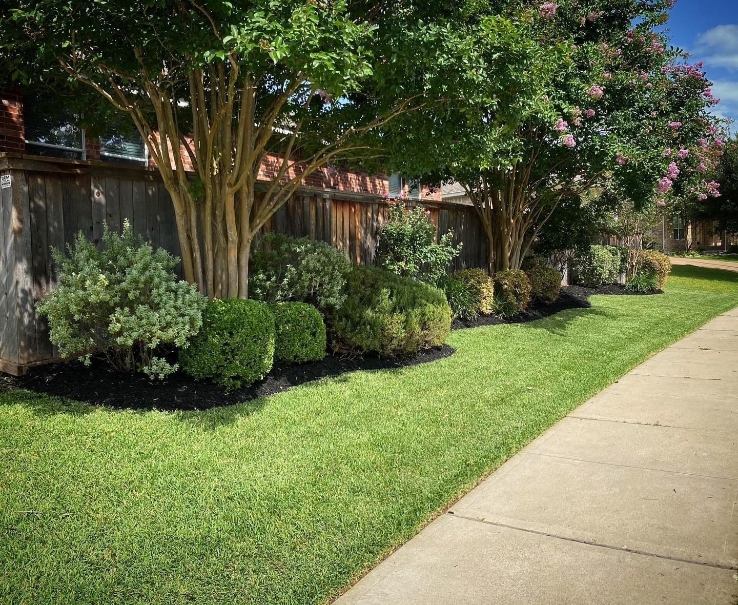 Manicured crape myrtle bed with mulched shrubs beside a striped green lawn and sidewalk.