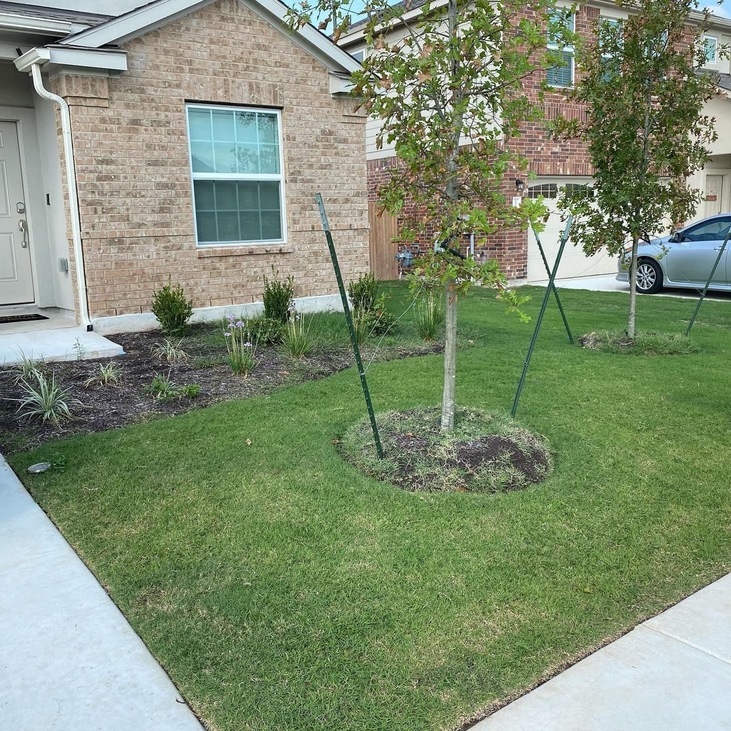 Front yard in Georgetown, TX with healthy green grass and young staked trees in stone-ringed beds.