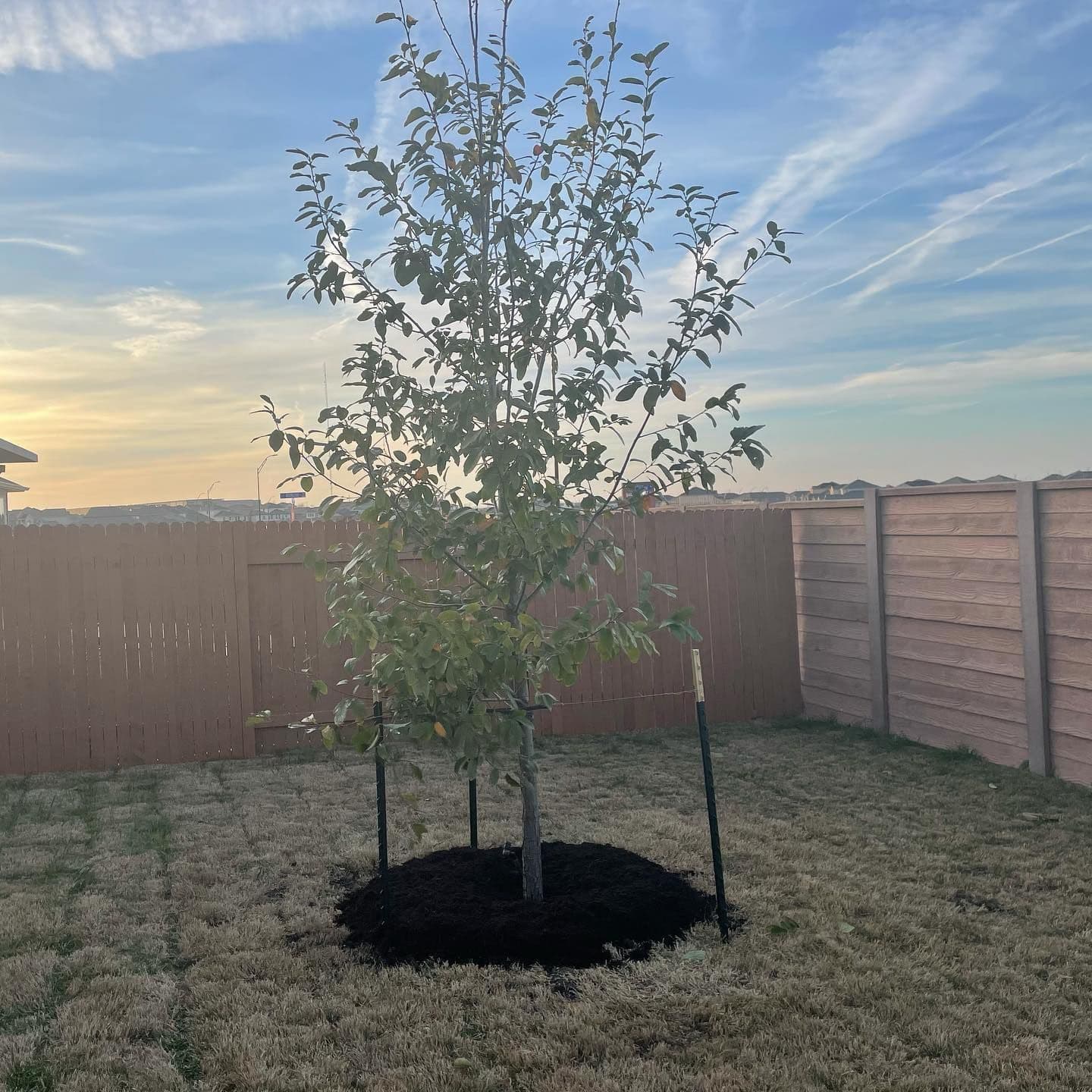 Young tree staked in a mulch ring in a backyard with a brown wooden fence