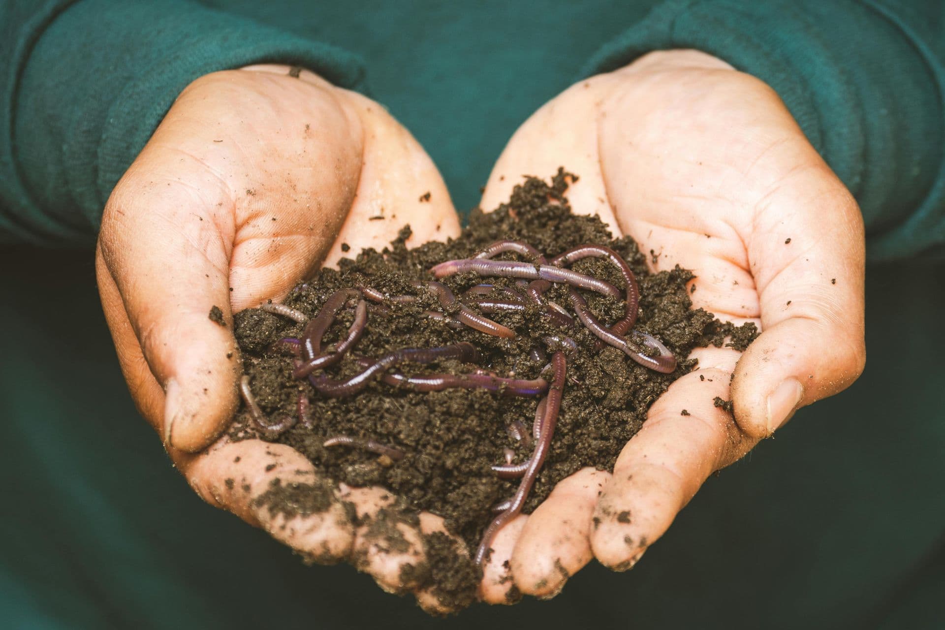 Hands cupped around dark soil and several earthworms.