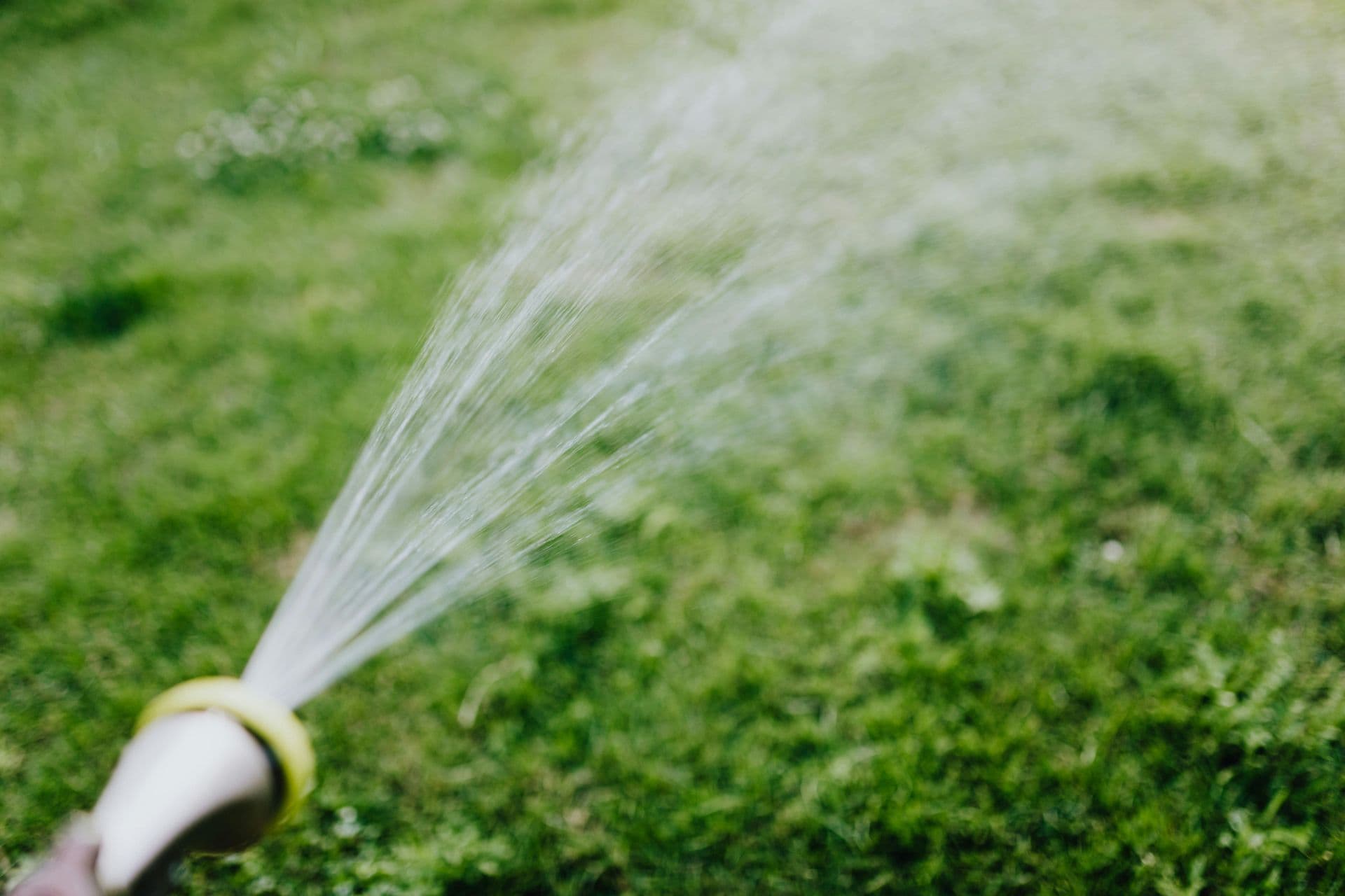 Hose spraying water onto green grass during a lawn watering routine for a healthy lawn watering schedule.