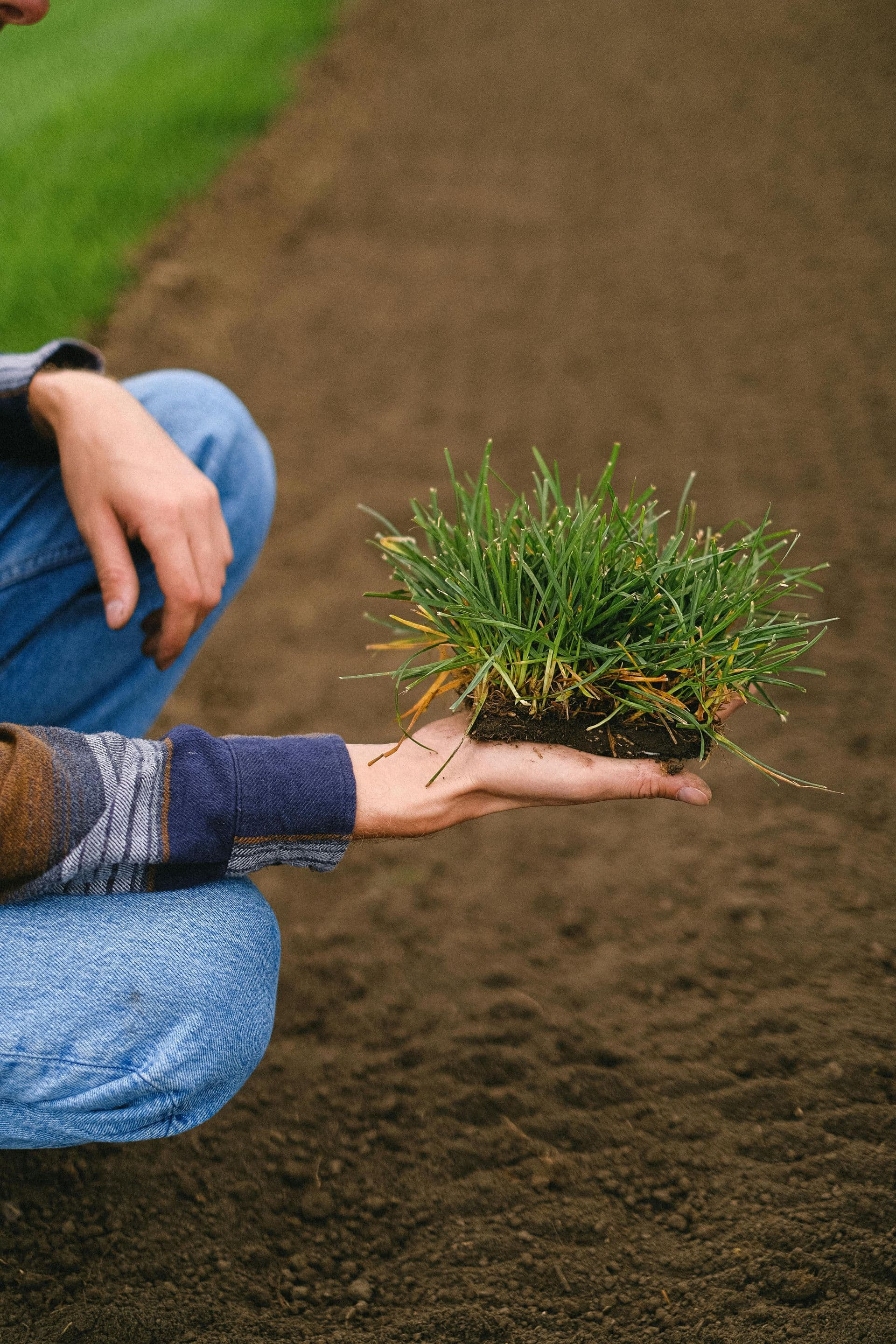 Gloved hand holding a small square of sod above freshly prepared soil.