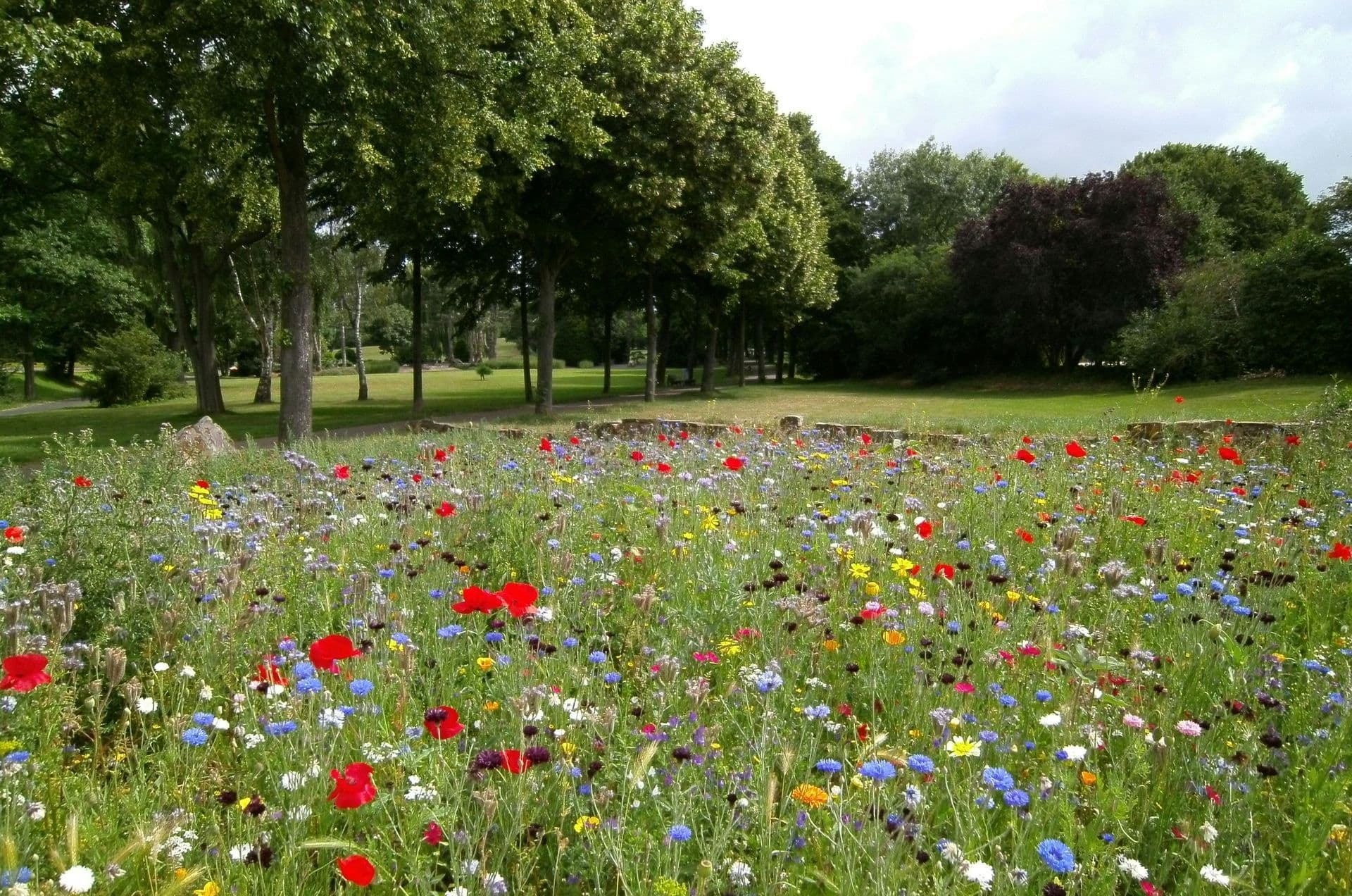 Field of colorful wildflowers in a park setting, with trees in the background.