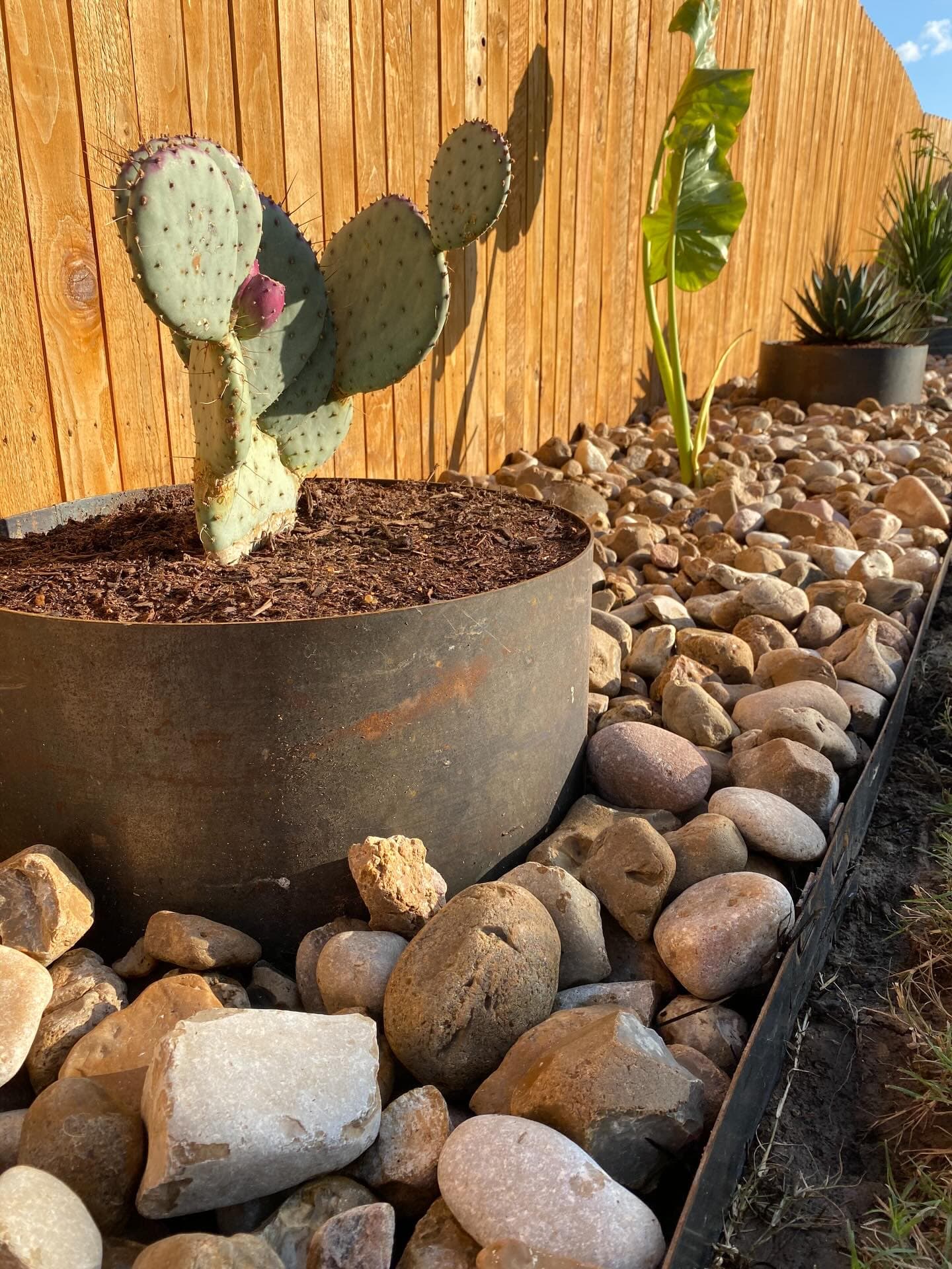Local Roots Lawn Maintenance lawn care project in Georgetown, TX